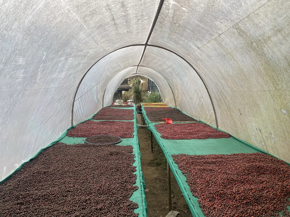 Berawal dari _satu mesin sangrai kecil_ di garasi rumah.