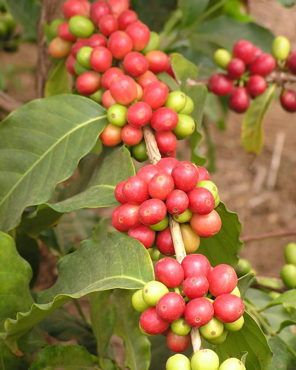 Gayo Atu Lintang — foto 3